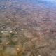 Jellyfish are seen in the Gulf of Mexico in this undated handout. Huge swarms of stinging jellyfish and similar slimy animals are ruining beaches in Hawaii, the Gulf of Mexico, the Mediterranean, Australia and elsewhere, U.S. researchers reported on December 12, 2008. The report says 150 million people are exposed to jellyfish globally every year, with 500,000 people stung every year in the Chesapeake Bay, off the U.S. Atlantic Coast, alone. REUTERS/Monty Graham, Dauphin Island Sea Lab
